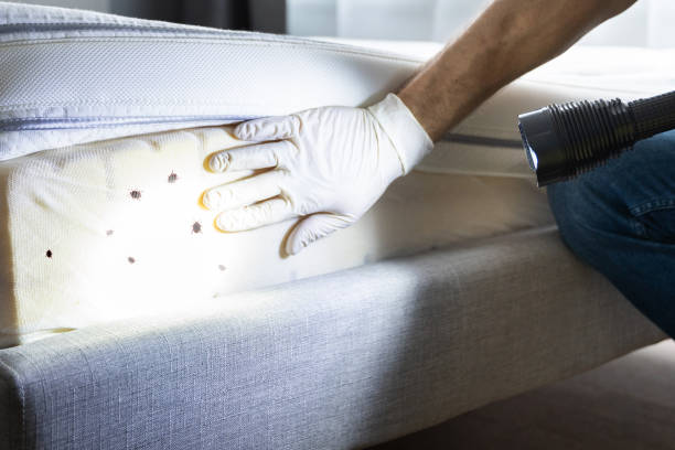 Best Residential Pest Control  in Knox, PA